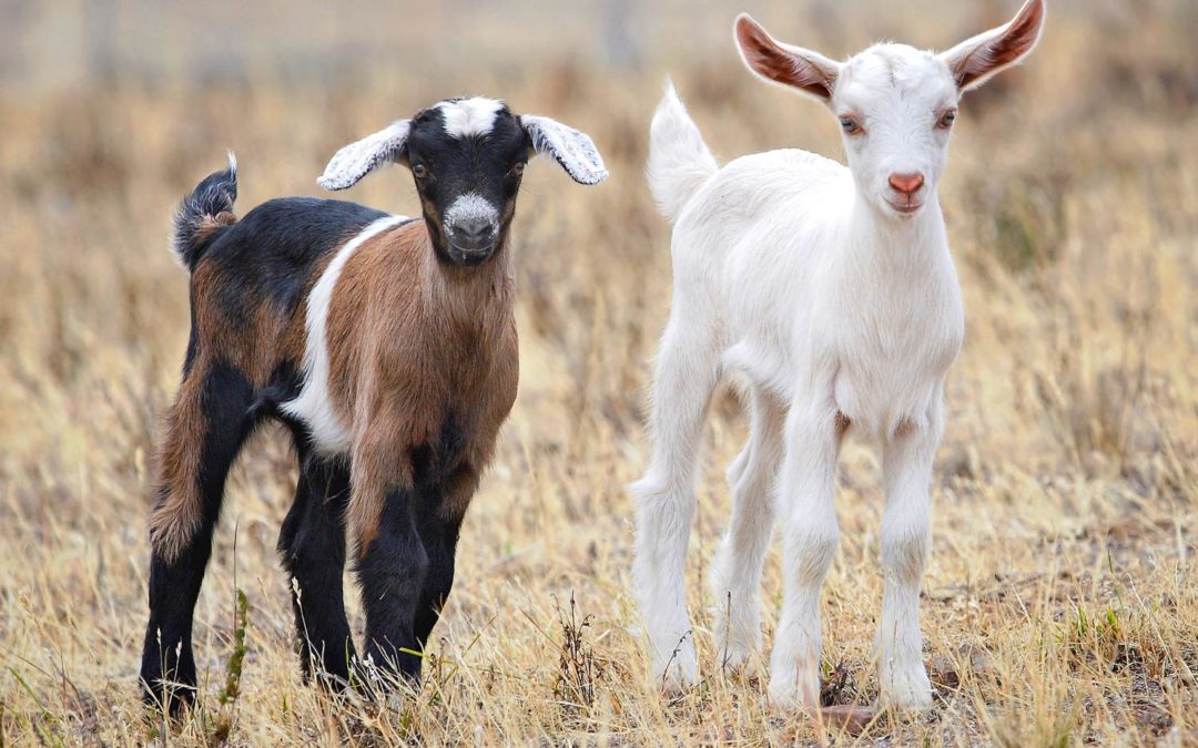 Goat Farms