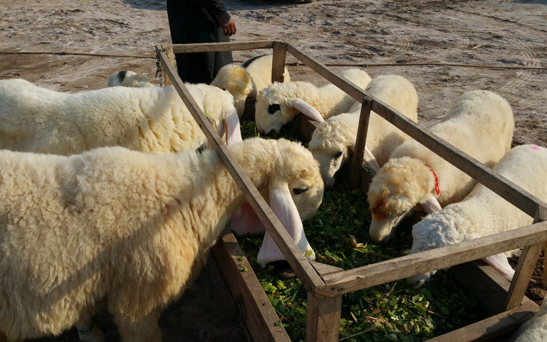 How to Start Sheep Farming in Pakistan