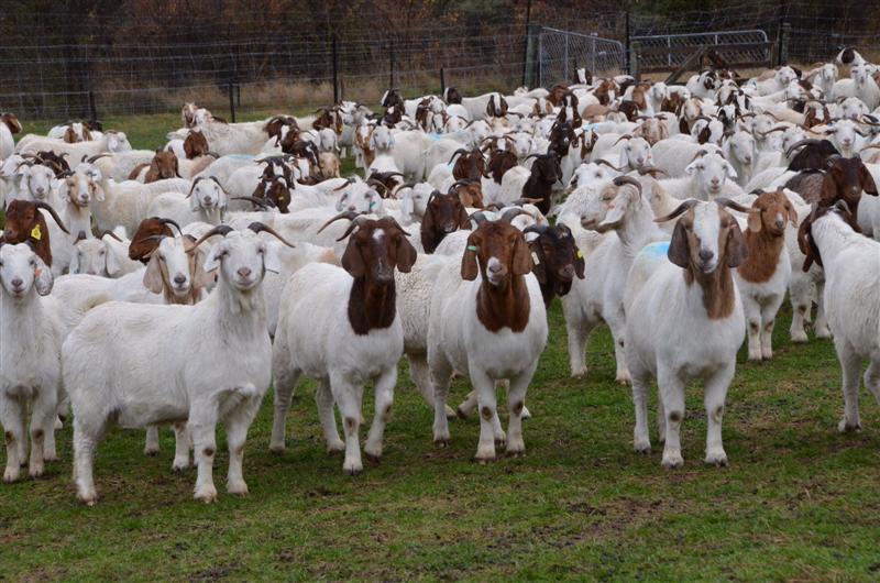 How to Start a Goat Farm – 10 Tips